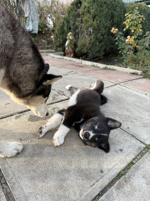 Дівчинка з голубими очима шукає гарну родину