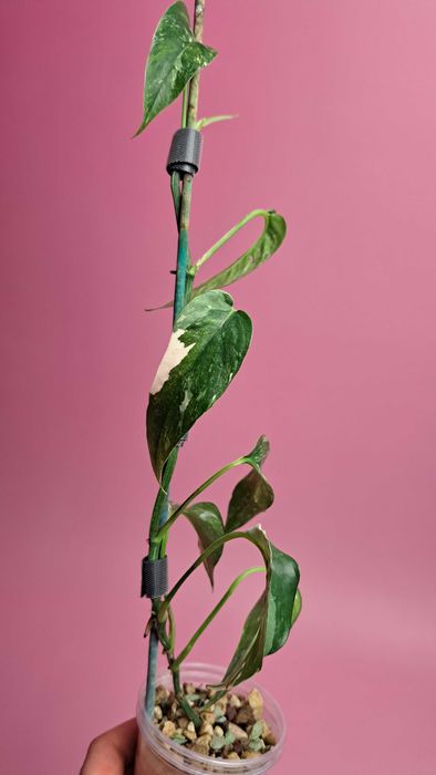 Epipremnum pinnatum variegata