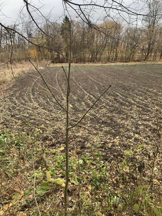 Будинок в с. Подолянці Житомирського р-ну