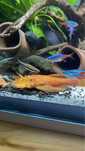 Ancistrus albinos com 1 centimetro