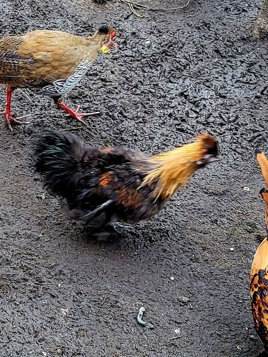 Kury czubatki KOGUTY sprzedam.