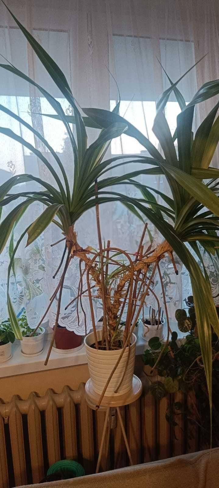 Kwiat doniczkowy Pandan