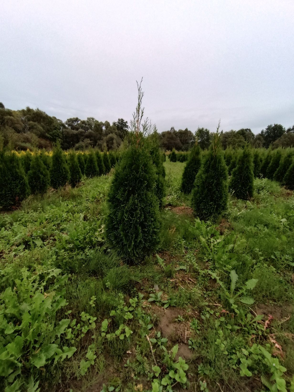 Tuja thuja tuje szmaragd 120 cm