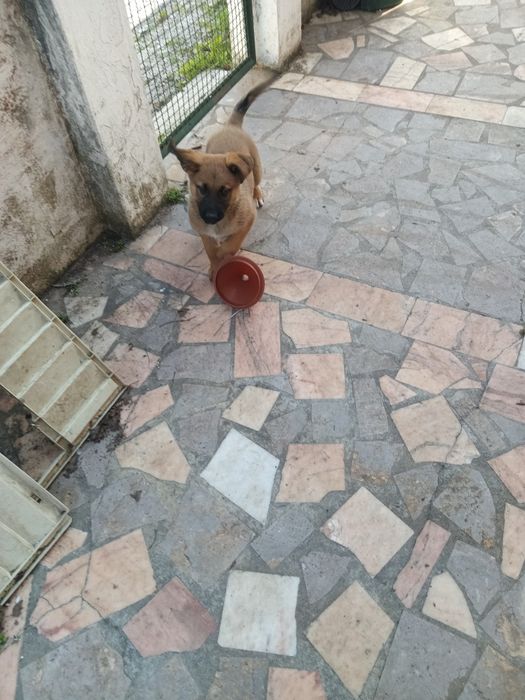 Canarios raça poulpa Alemanhão