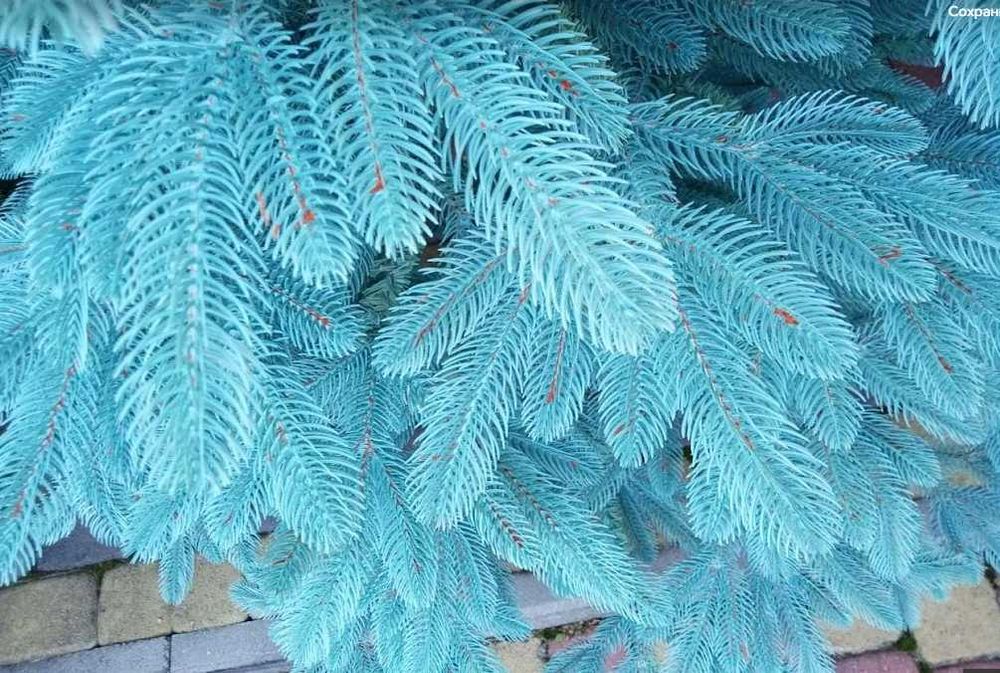 Лита ялинка преміум(як справжня)