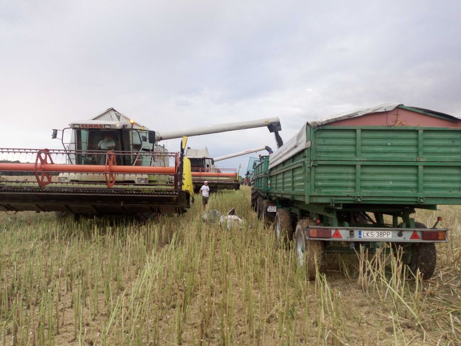 Skup kukurydzy i usługa zbioru kombajnem wywóz obornika