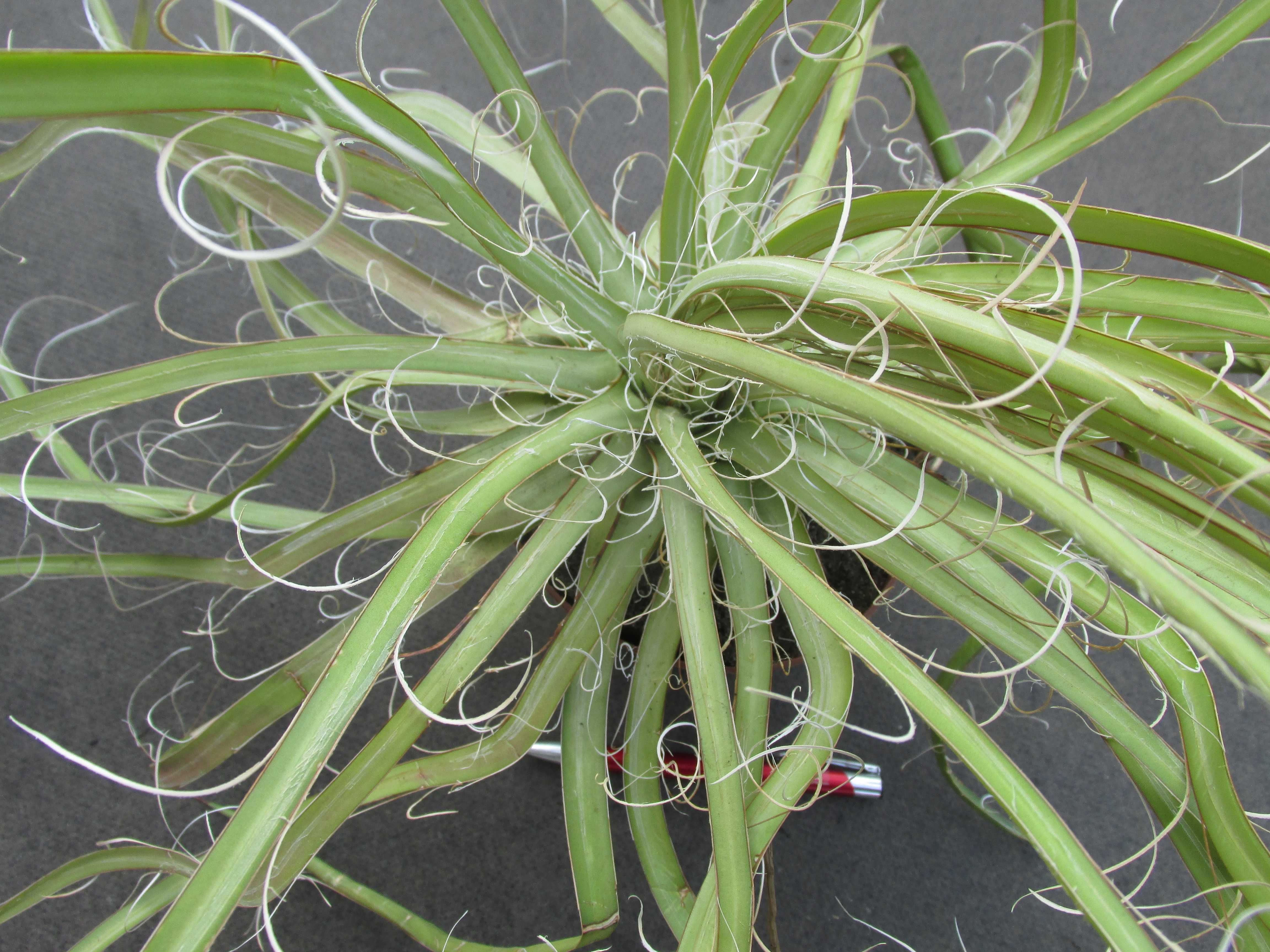 Odhodowana unikatowa ponad 10-letnia agawa - agave x leopoldii