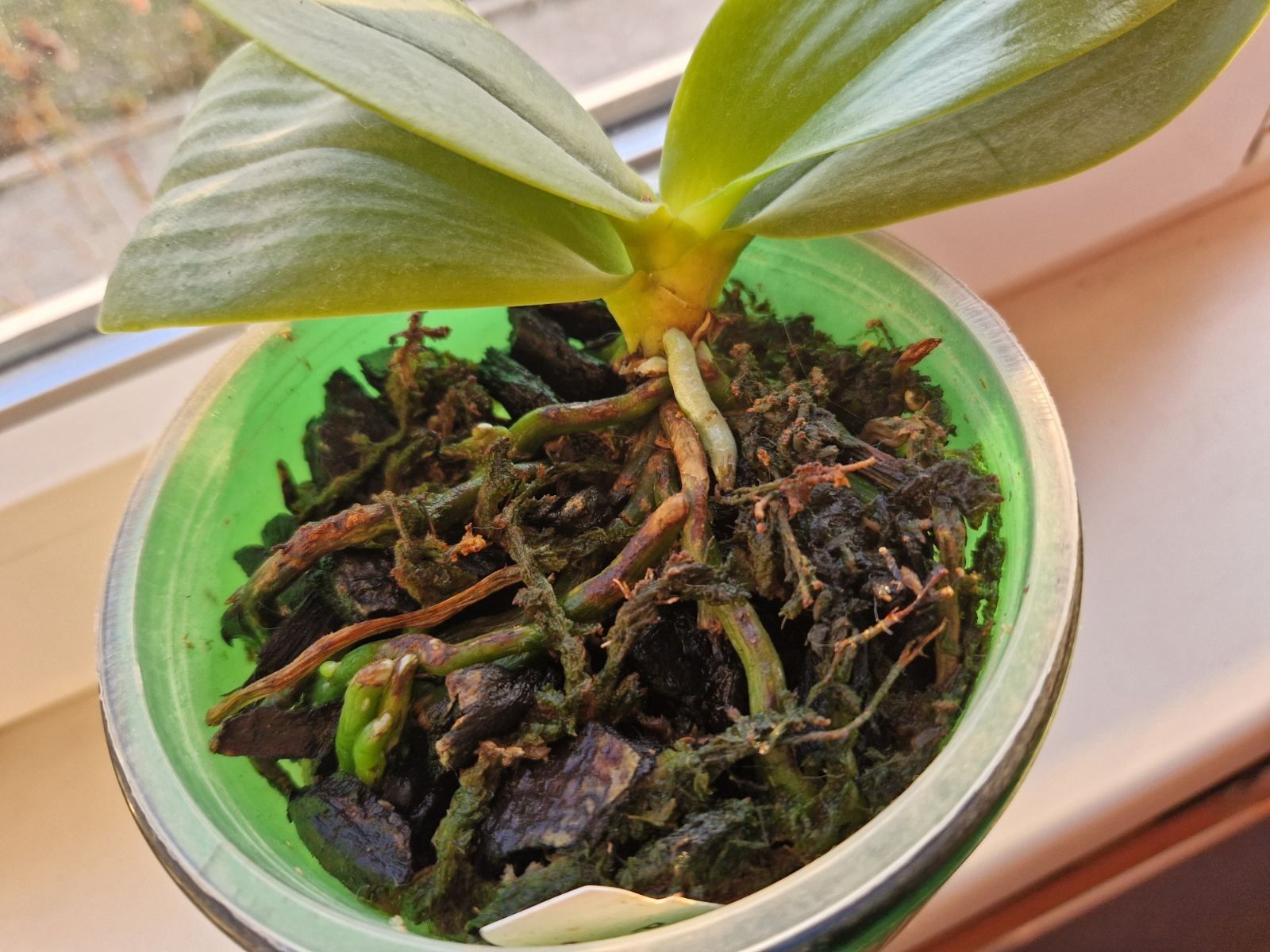 Орхідея Фаленопсис Phal. Tzu Chiang Chrisna