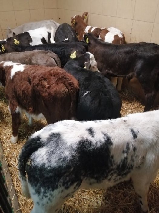 Sprzedaż cielaków polskich byczki i jałówki Władysławów