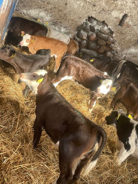 Sprzedam byczki jałówki mięsne Kętrzyn dostawa cała Polska w cenie