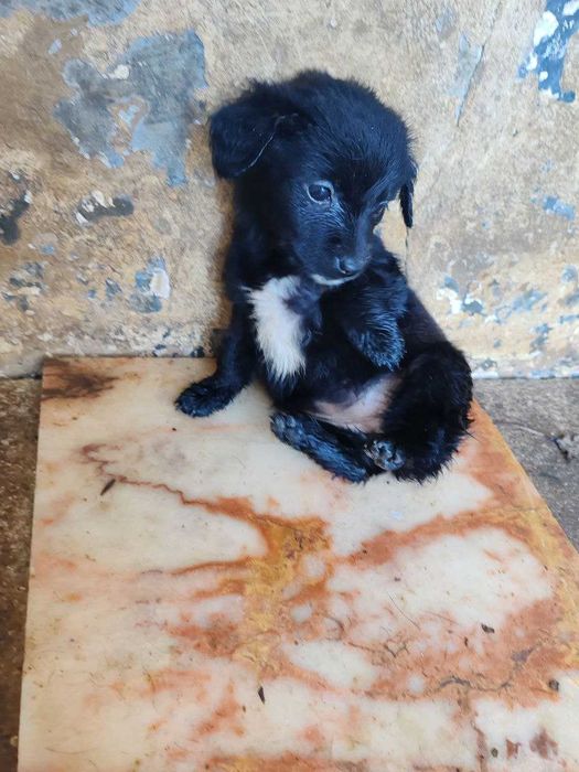 cachorrinhos para adopção por quem tiver condições económicas
