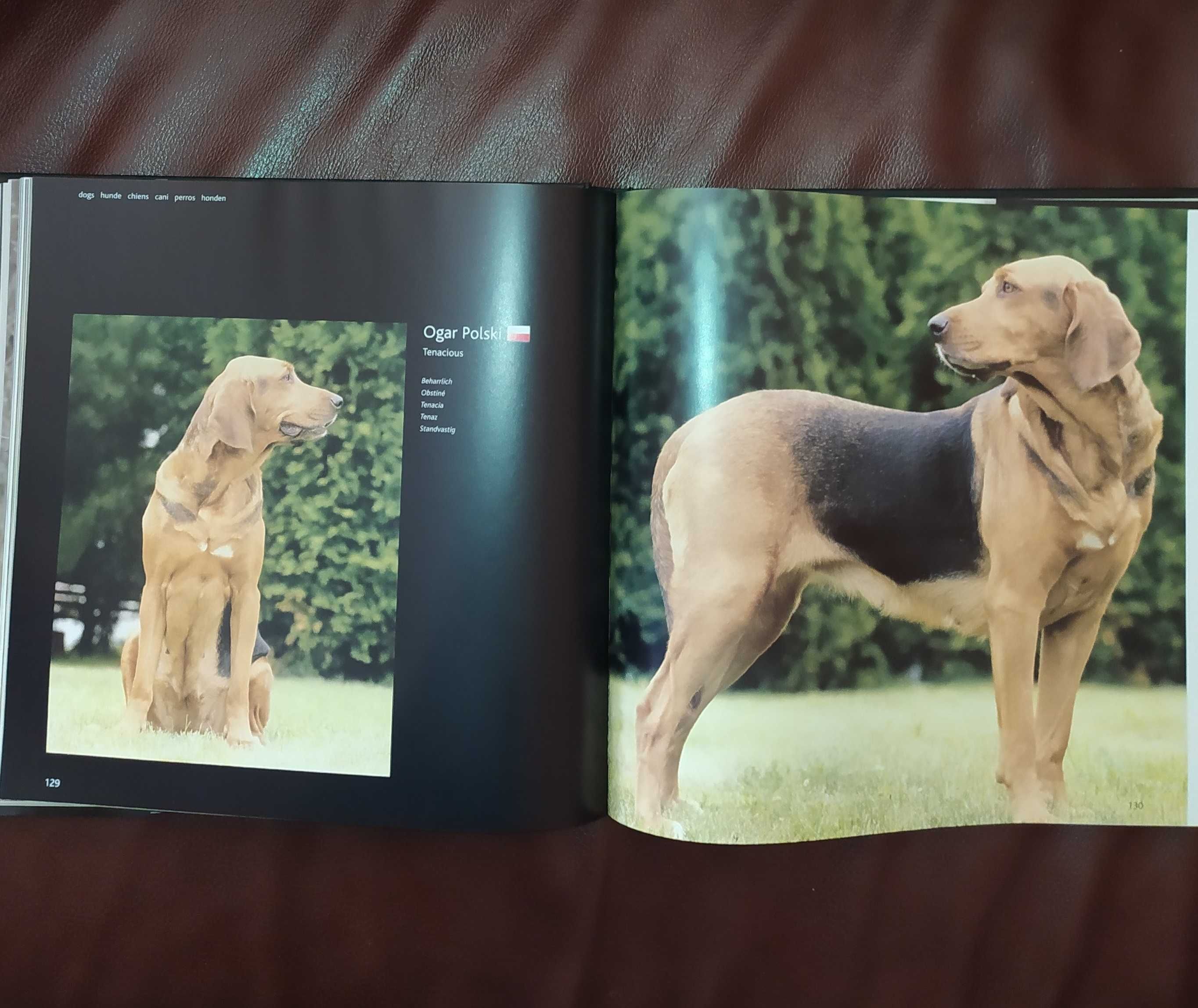 Книги.книга-альбом"Собаки"на немец.языке.Атлас пород собак.Коллекцион.