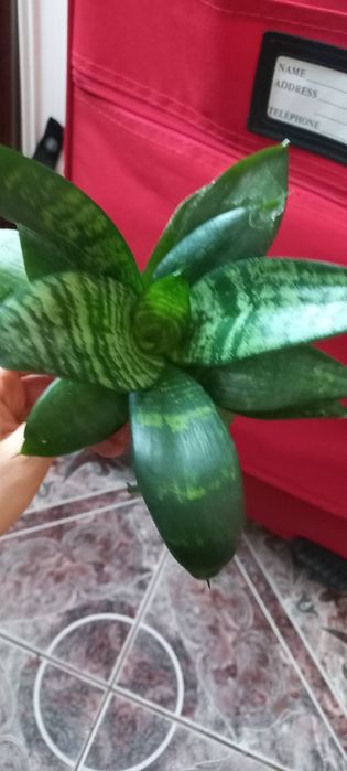 Sansewieria miniaturka sadzonka