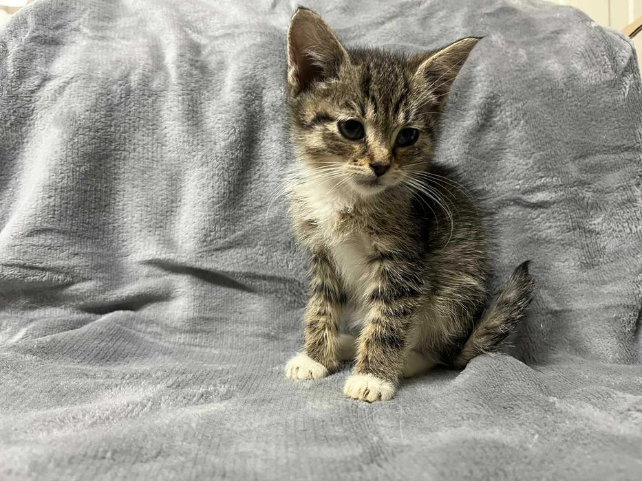 Mały kocurek Psotek do adopcji! Biało bury kociak  szuka domu!