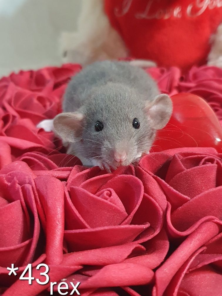 Szczury maluszki czekające na nowy domek