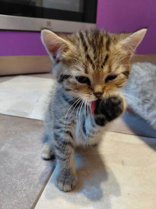 Шотландське кошеня