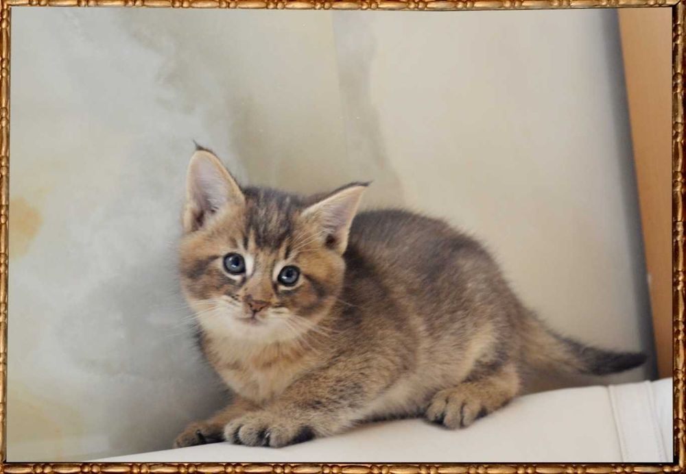 Ручная рысь! Настоящий эксклюзив! Котята чаузи! Большие и ласковые