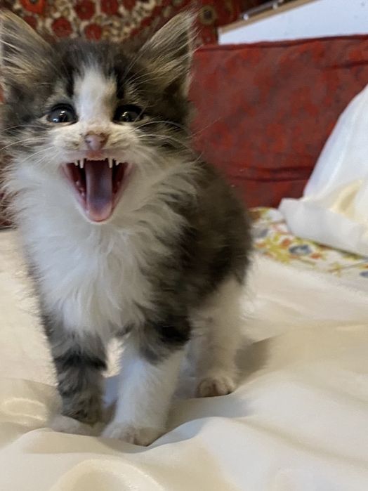 Котята в хорошие руки