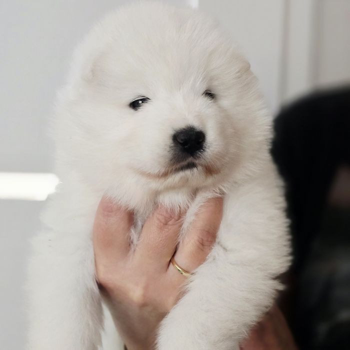 Samoyed, miot wrzesień 2025 r.