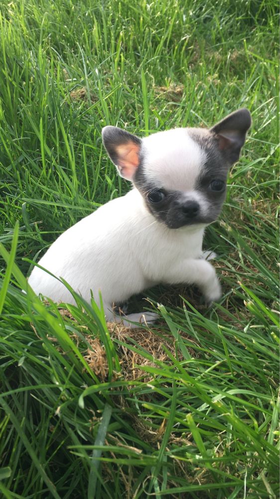 Chihuahua cudowna Księżniczka mini