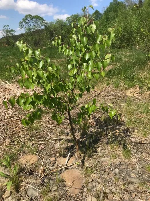 Березы различных размеров