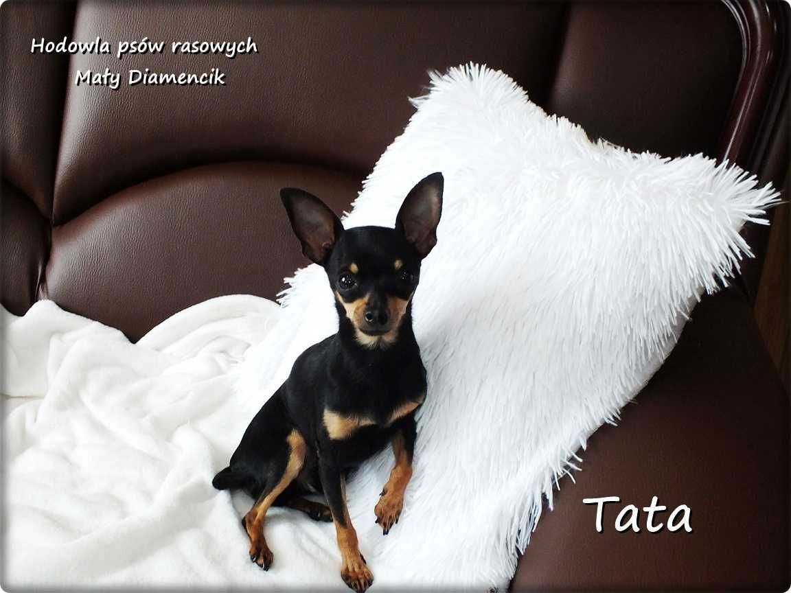 Mini Piesek BUBUŚ Ratlerek XS! Pinczer miniaturowy +Rodowód Do Odbioru