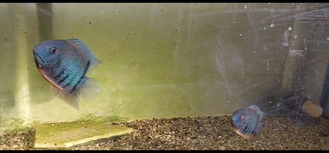 Tenho Heros  Severum jovens  para venda