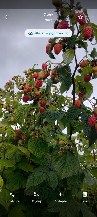 Sadzonki malin jesienne gigant i inne
