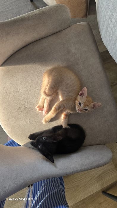 GATInhos para DOAR