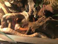 Wąż zbożowy plus terrarium