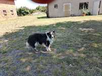 Oddam psa Border collie