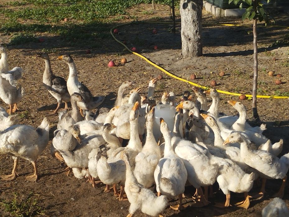 Продам гусей 5 місяців.