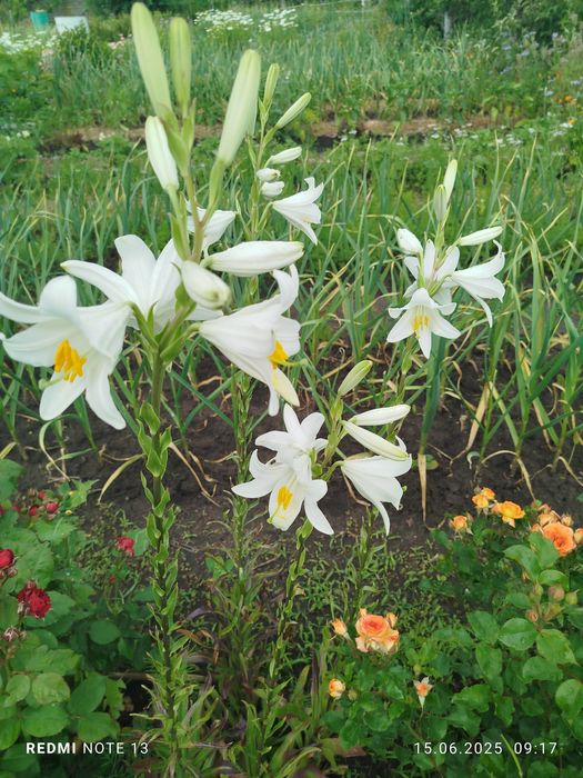 Лилия душистая многолетняя