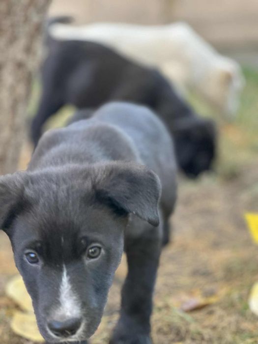 Oddam pieski w dobre ręce mieszane labradory