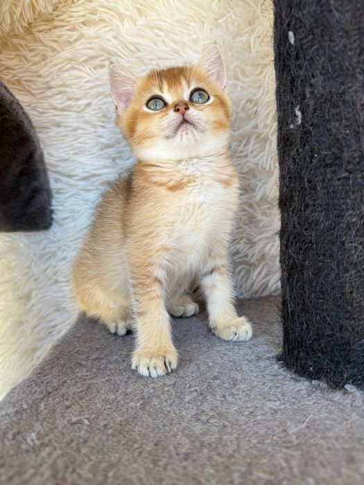Femea british shorthair golden