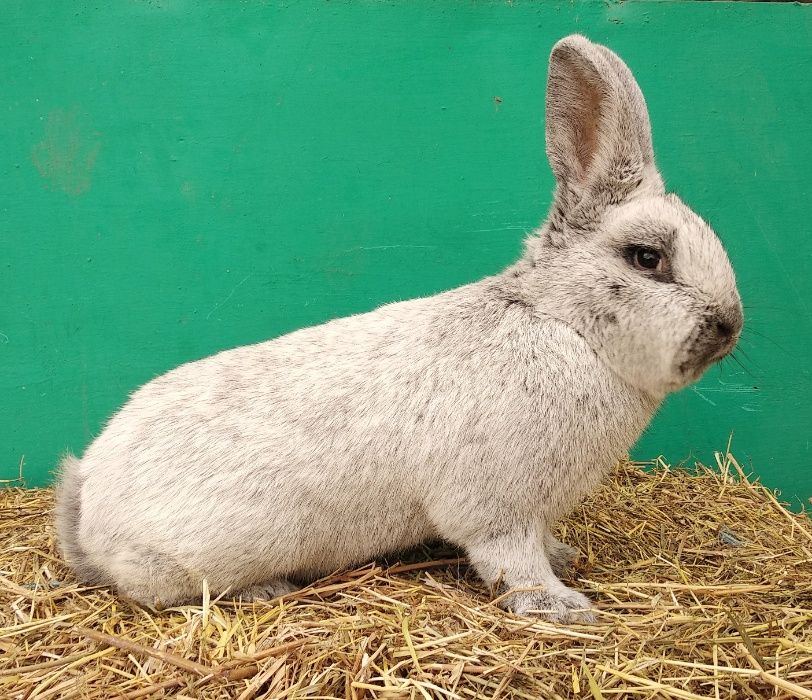 Европейське Срібло.