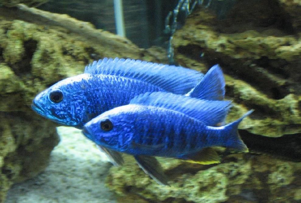Sciaenochromis fryeri Хаплохромис васильковый Акваріумні рибки цихліди