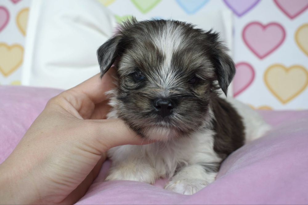 Biewer Terrier Blueberry cudny maluszek merle