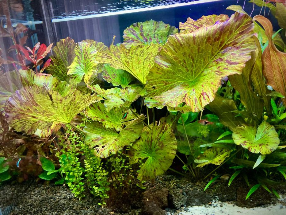 Lotus zielony tygrysi - roślina akwariowa - duża szczepka