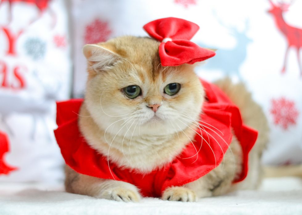 Доросла золота британка