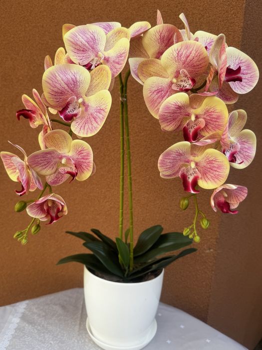 Латексні орхідеї