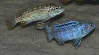 GB Malawi Pyszczak Joanny - Labidochromis joanjohnsonae