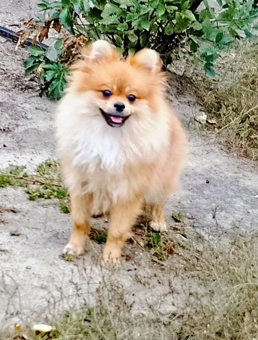 Померанский шпиц