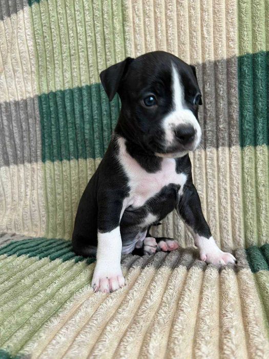 Амстаф, чорно-білі та сірі з гарним родоводом