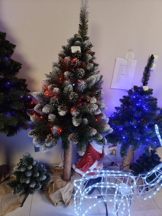 Sosna diamentowa na pniu