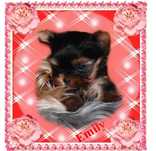 York,yorkshire terrier!ELITARNE MICRO CUDEŃKO,PIESEK XXS -dla VIP!