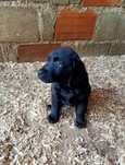 Labrador puro preto