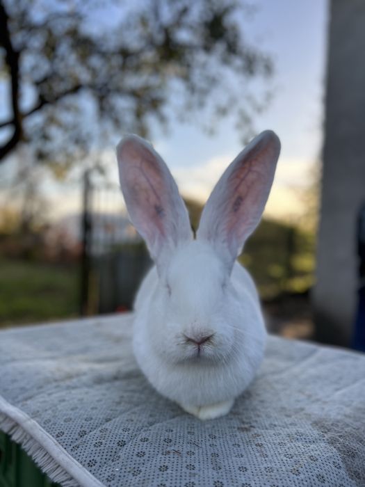 Kroliki Belgijski Olbrzym Biały
