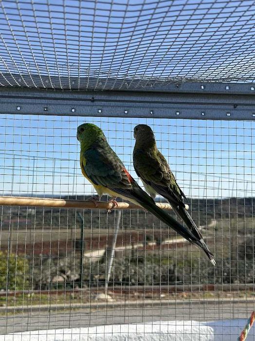 Casal de Red Rumpeds para Cedência