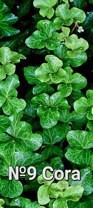 Плющ разный красочный